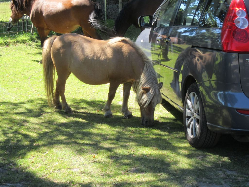 Pizza in the New&nbsp;Forest