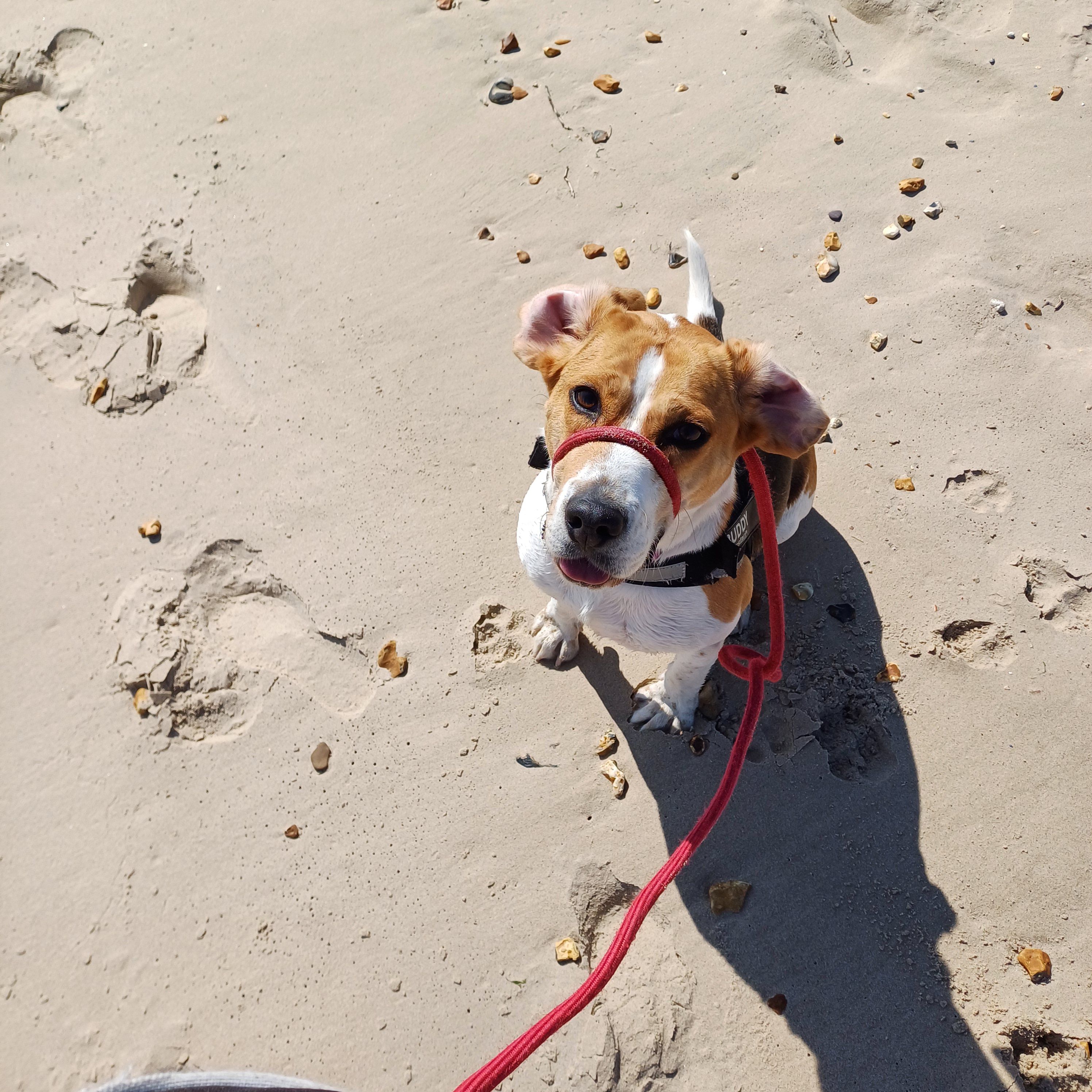 The sea, the dog, and peace!