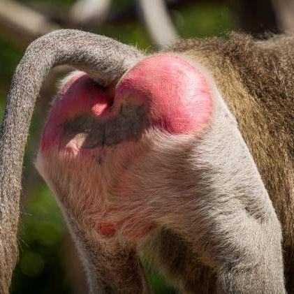 Nuddy beach and the baboon’s bum
